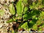 fougere-phyllitis-scolopendrium